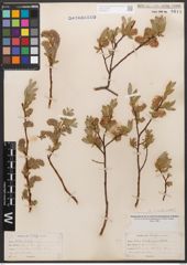 Salix californica Bebb